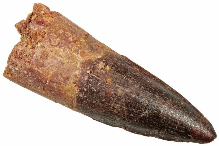 Fossil Spinosaurus Tooth - Real Dinosaur Tooth #312908